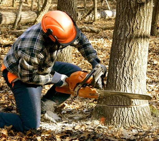 Tree Removal in Scott, MS